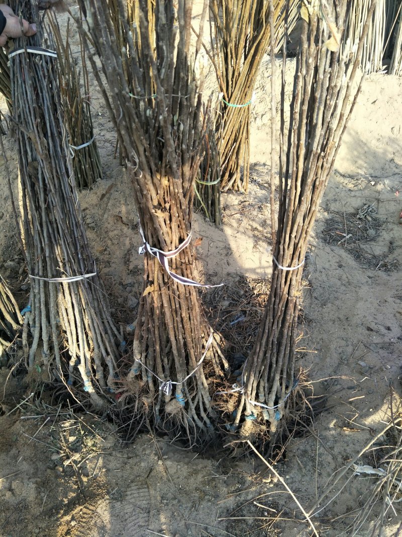 苹果树苗品种烟富苹果苗批发嫁接矮化苹果苗育苗基地