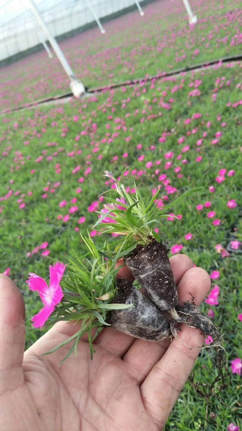 欧石竹基地直销量大从优
