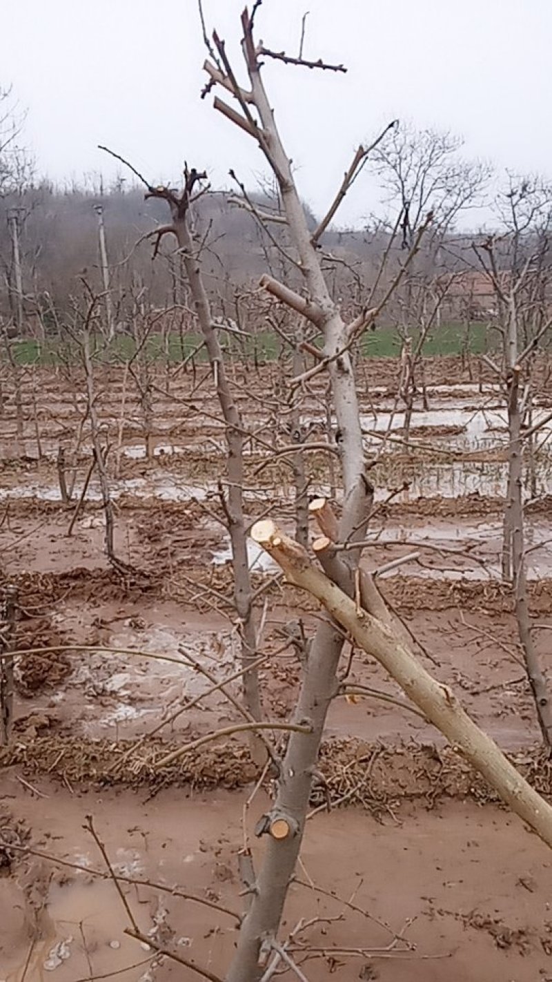 占地桃树苗大量供应保品质陕西地区支持整车走货