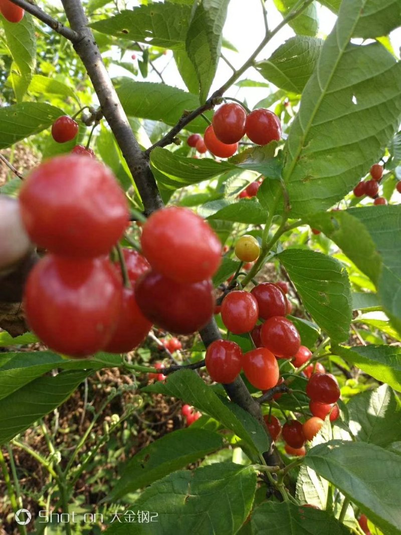 正宗玛瑙红樱桃树苗，诚信经营，可货到付款，