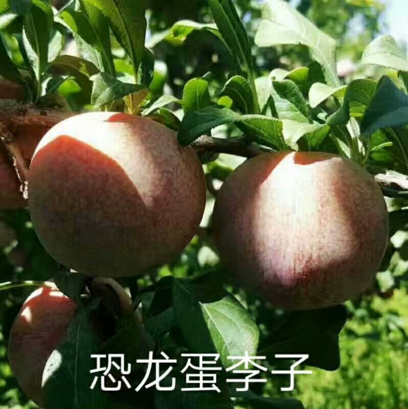 贝欧力克西梅树苗品种卯爷西梅苗基地