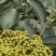 优质吴茱萸
