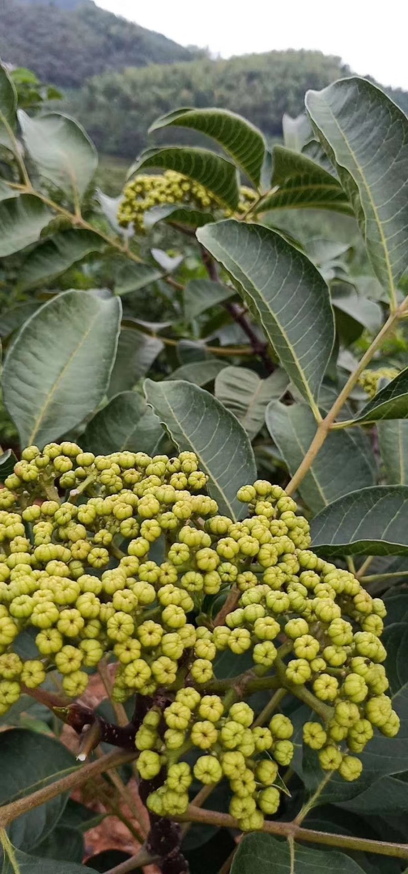 优质吴茱萸