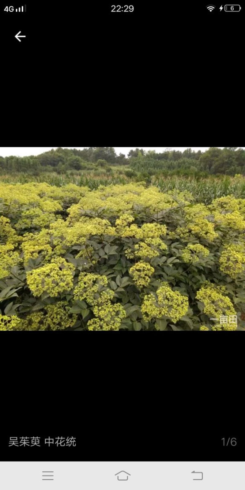 优质吴茱萸