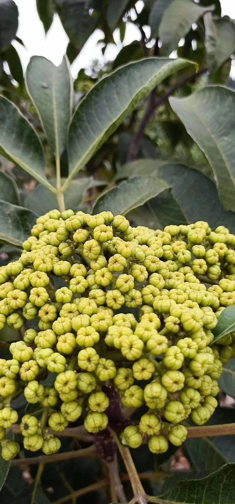 优质吴茱萸