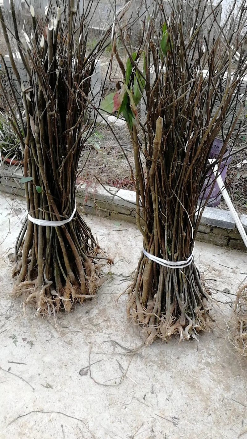 优质吴茱萸
