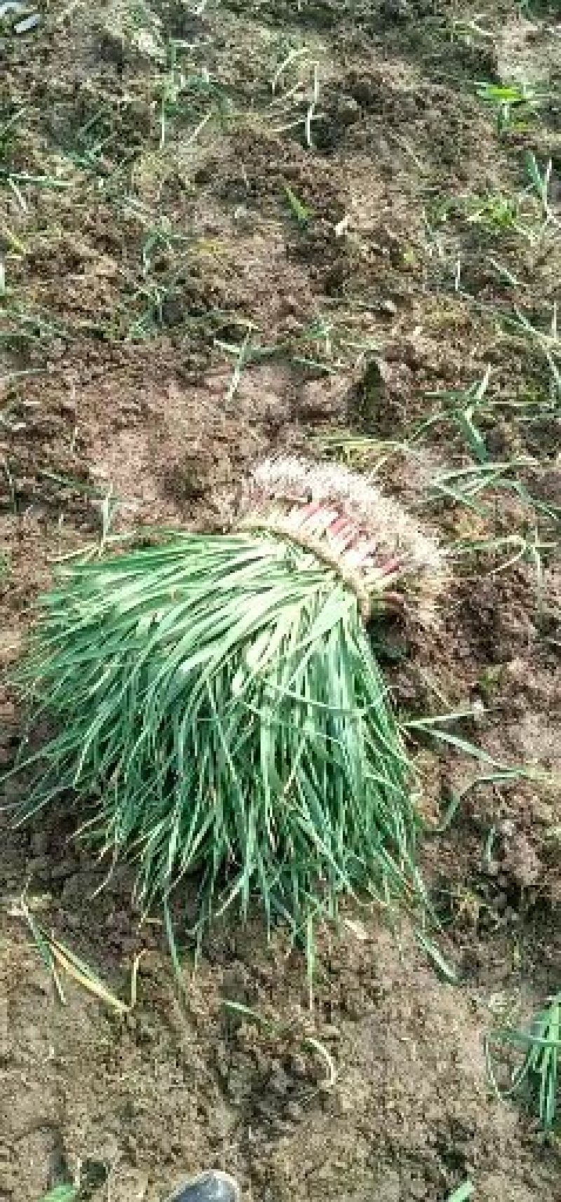 精品红根蒜苗产地直销