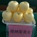 M26矮化砧鲁丽苹果苗品种M9T337苹果苗基地