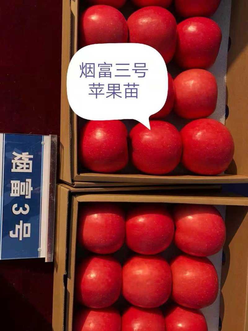 M26矮化砧鲁丽苹果苗品种M9T337苹果苗基地