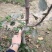 M26矮化砧鲁丽苹果苗品种M9T337苹果苗基地