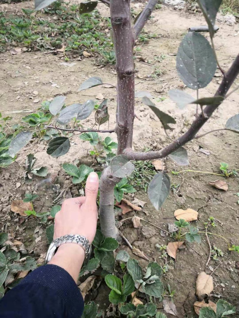 M26矮化砧鲁丽苹果苗品种M9T337苹果苗基地