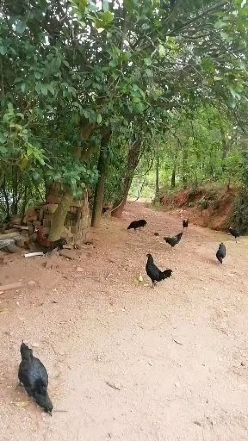 农家柴火腐竹