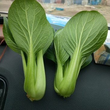 油菜