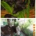皇竹草种子新型黄竹草巨菌草甜象草牧草种子牛羊猪鼠牧草