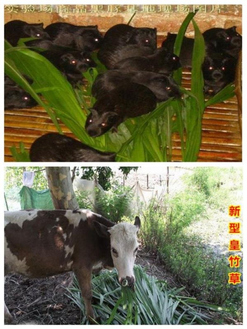 皇竹草种子新型黄竹草巨菌草甜象草牧草种子牛羊猪鼠牧草