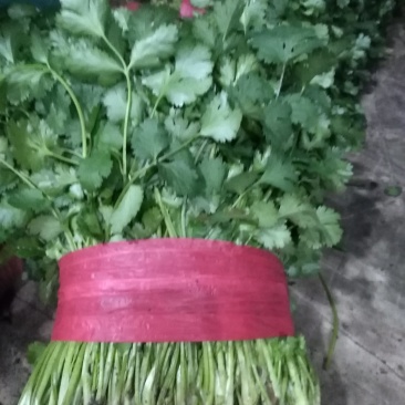 大叶香菜