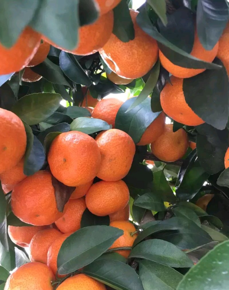 沙糖桔