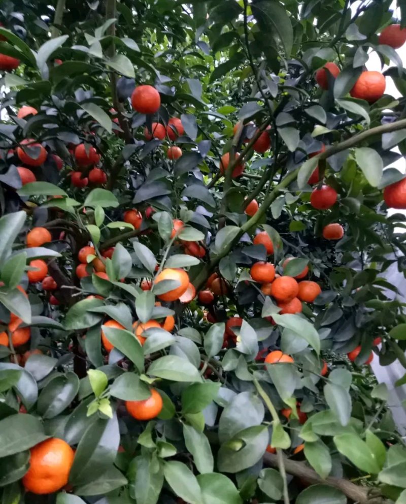 沙糖桔