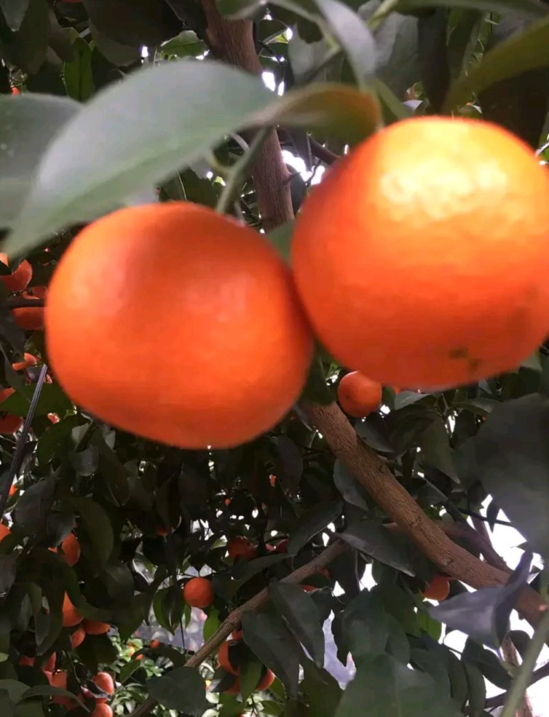 沙糖桔