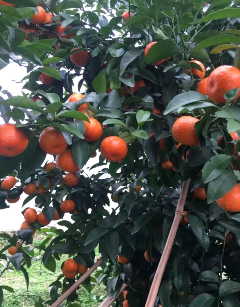 沙糖桔