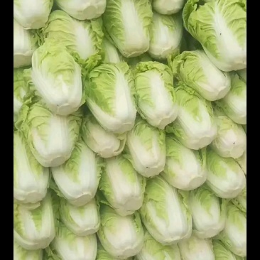 大白菜