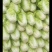 大白菜