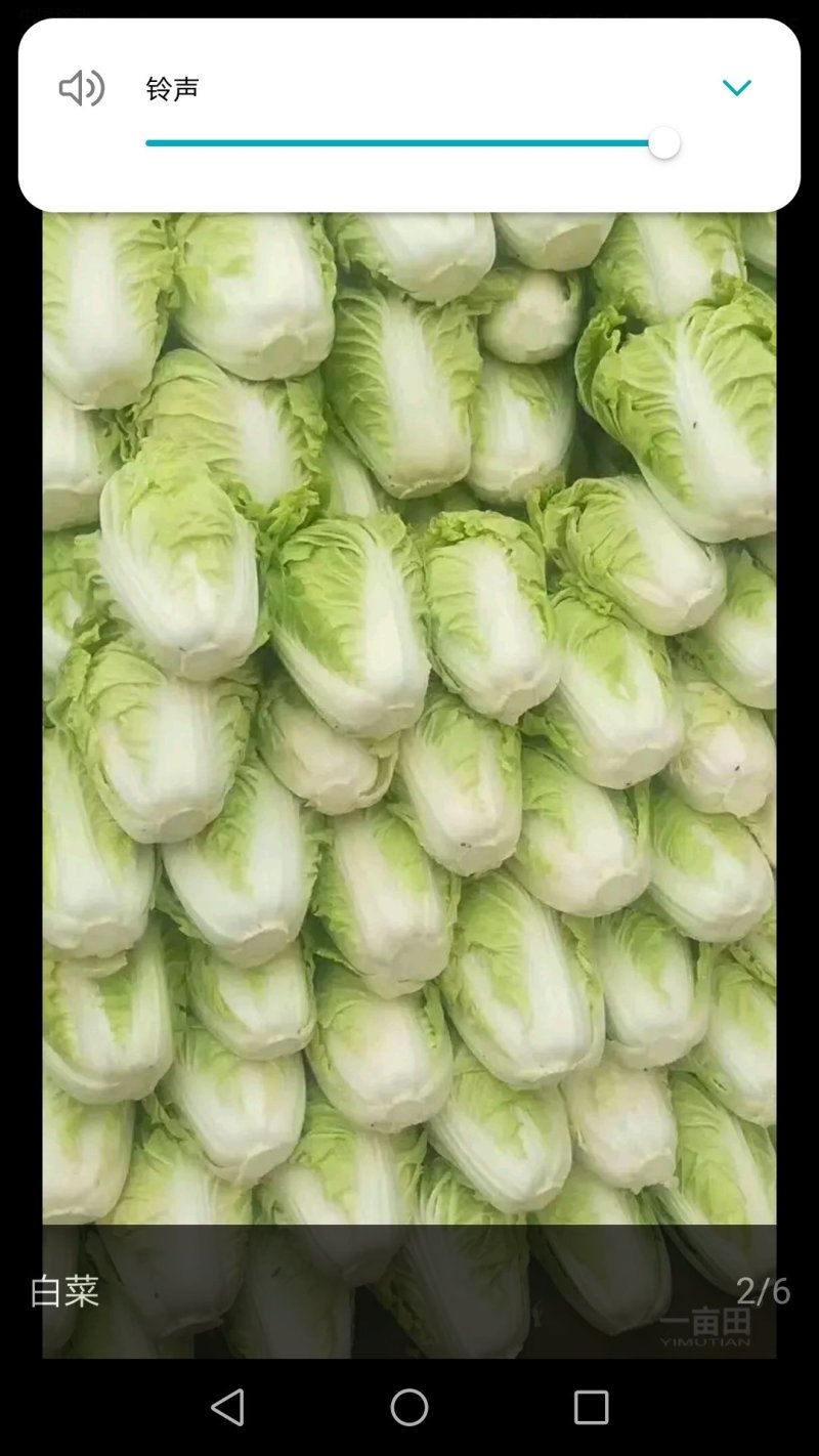 大白菜