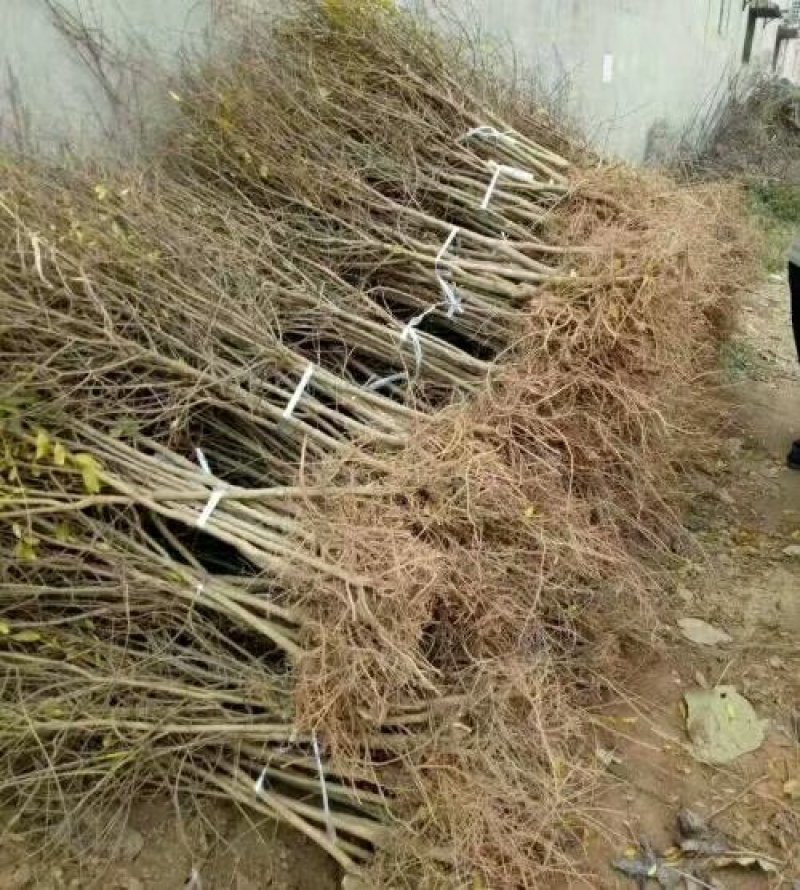 桃树苗，沂蒙双红桃，包成活，包结果，包品种，死苗补发。