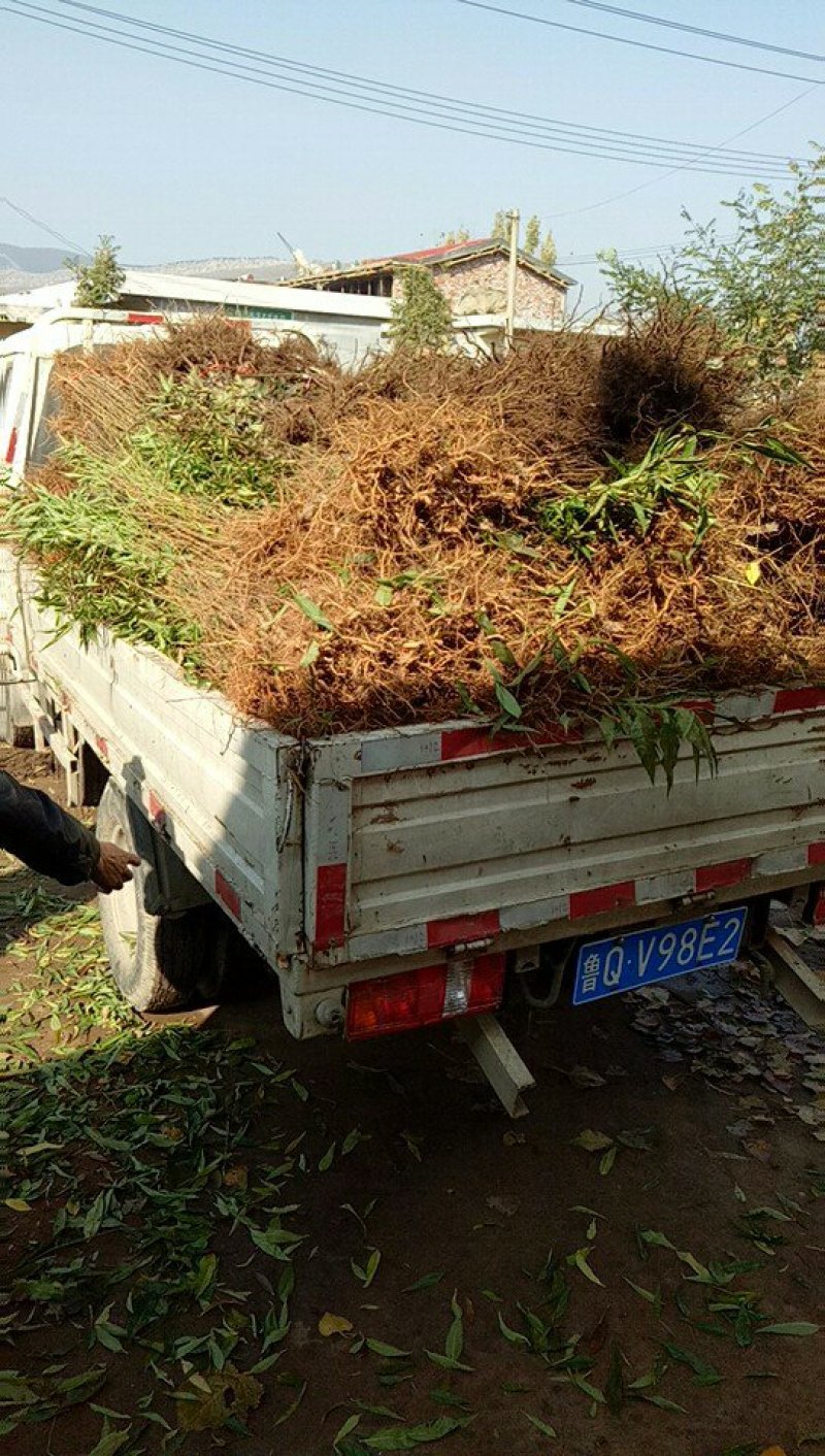 桃树苗，沂蒙双红桃，包成活，包结果，包品种，死苗补发。
