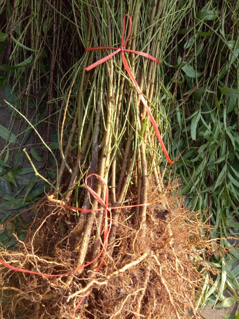 桃树苗，沂蒙双红桃，包成活，包结果，包品种，死苗补发。