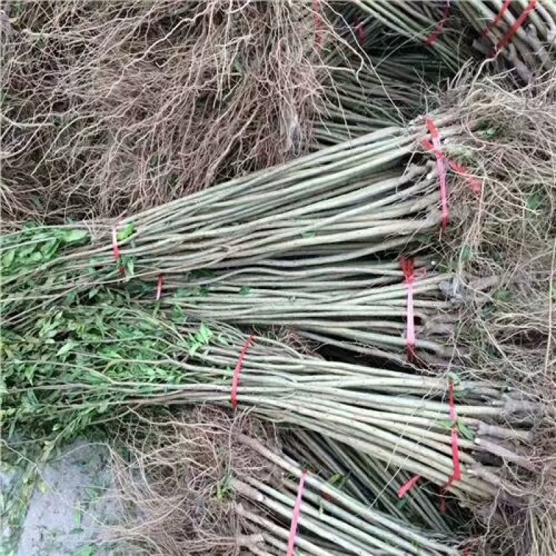 石榴苗80cm以上现挖现发，包品种包成活率，签订合同