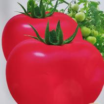 西红柿种子(欧客319粉果番茄)