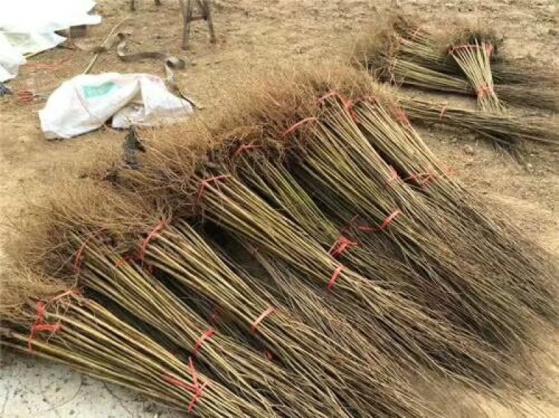 山楂苗，大金星，甜红子，黄金豆，大五棱