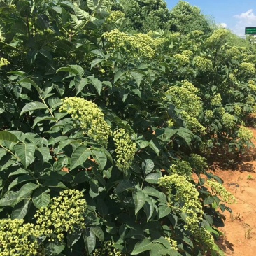 出售中花吴茱萸大树,直径5到10公分,一手货源,量大