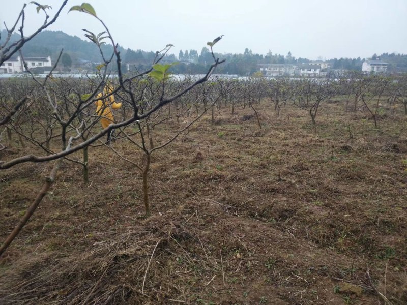出售中花吴茱萸大树，直径5到10公分，一手货源，量大