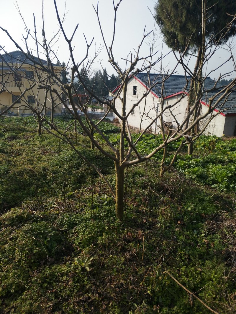 出售中花吴茱萸大树，直径5到10公分，一手货源，量大