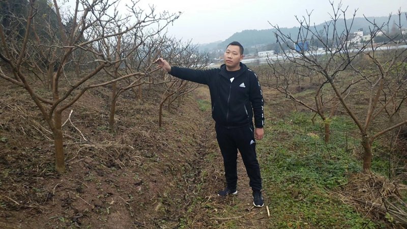 出售中花吴茱萸大树，直径5到10公分，一手货源，量大