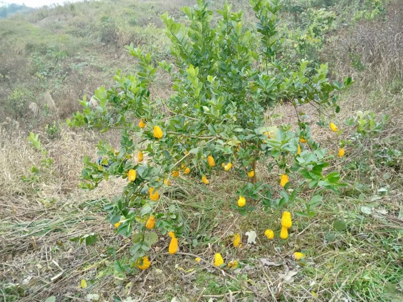 出售中花吴茱萸大树，直径5到10公分，一手货源，量大