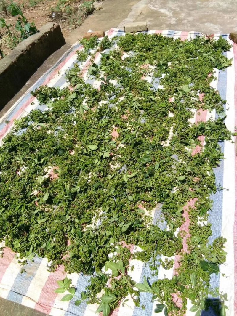出售中花吴茱萸大树，直径5到10公分，一手货源，量大