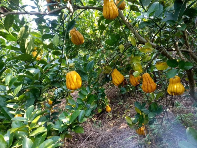 出售中花吴茱萸大树，直径5到10公分，一手货源，量大