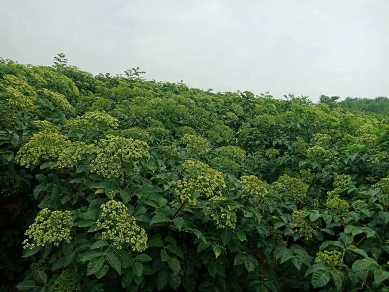 出售中花吴茱萸大树，直径5到10公分，一手货源，量大