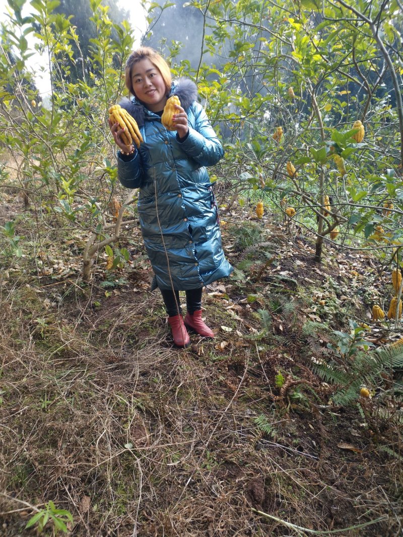 出售中花吴茱萸大树，直径5到10公分，一手货源，量大