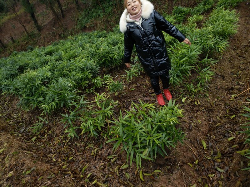 出售中花吴茱萸大树，直径5到10公分，一手货源，量大
