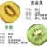 红心猕猴桃苗2年嫁接苗栽后第二年挂果提供技术指导