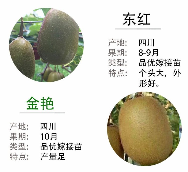 红心猕猴桃苗2年嫁接苗栽后第二年挂果提供技术指导