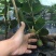 红心猕猴桃苗2年嫁接苗栽后第二年挂果提供技术指导