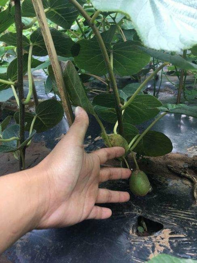 红心猕猴桃苗2年嫁接苗栽后第二年挂果提供技术指导