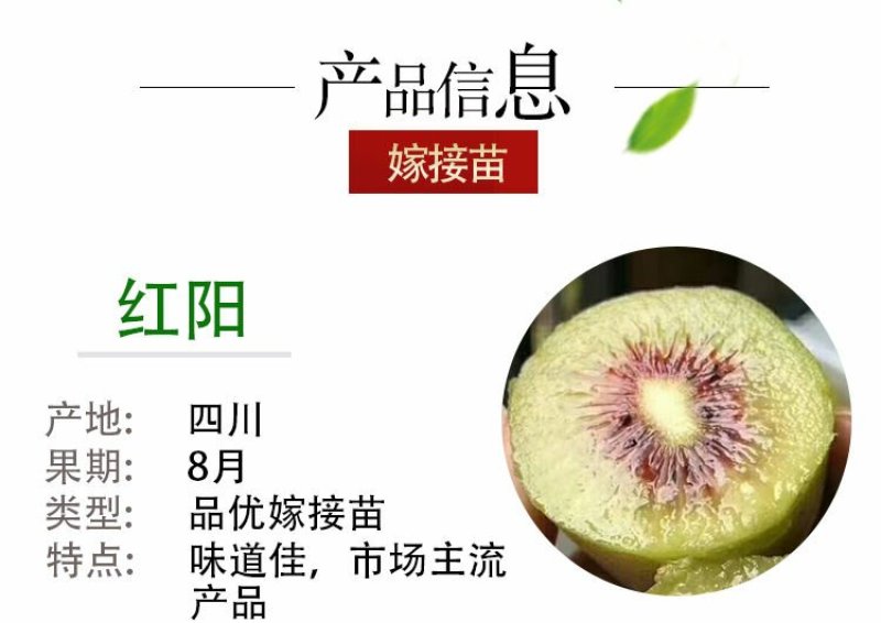 红心猕猴桃苗2年嫁接苗栽后第二年挂果提供技术指导
