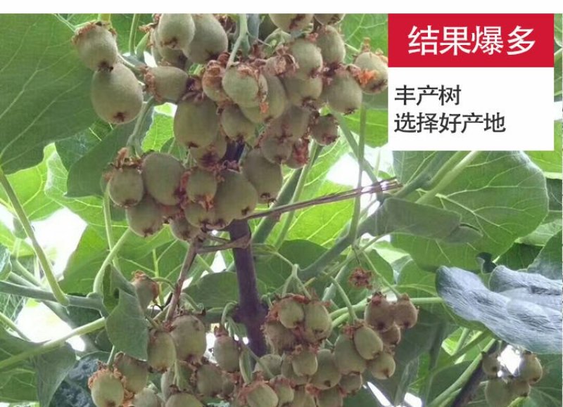 红心猕猴桃苗2年嫁接苗栽后第二年挂果提供技术指导
