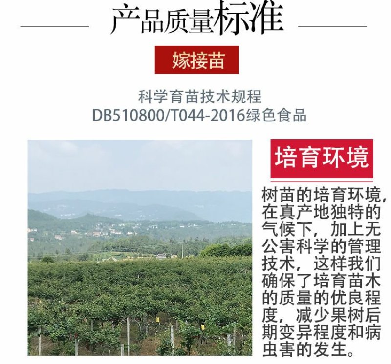 红心猕猴桃苗2年嫁接苗栽后第二年挂果提供技术指导